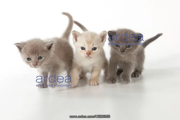 : Cat Burmilla Asian X breed : Cat Burmilla Asian X breed
