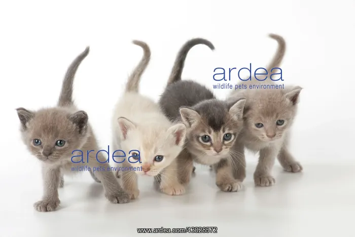 : Cat Burmilla Asian X breed : Cat Burmilla Asian X breed