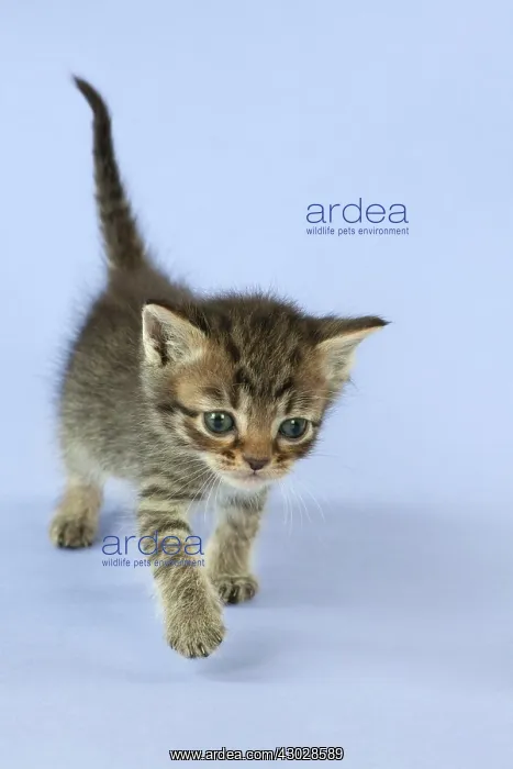 : Cat Burmilla Asian X breed : Cat Burmilla Asian X breed