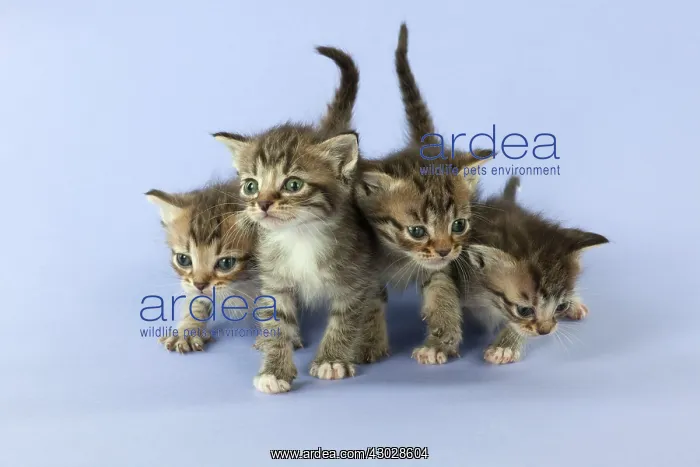 : Cat Burmilla Asian X breed : Cat Burmilla Asian X breed