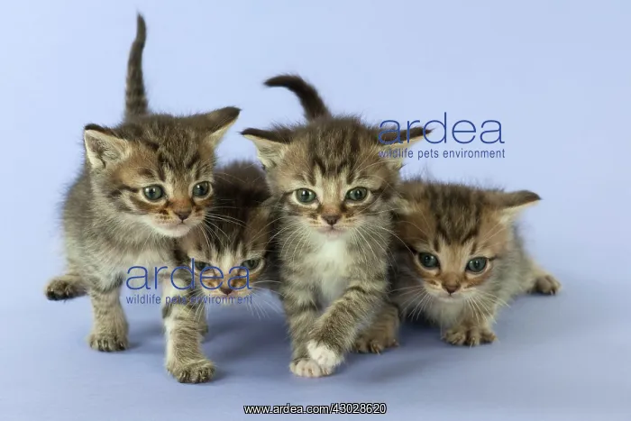 : Cat Burmilla Asian X breed : Cat Burmilla Asian X breed