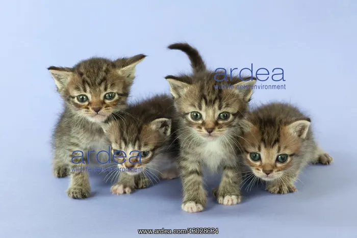 : Cat Burmilla Asian X breed : Cat Burmilla Asian X breed