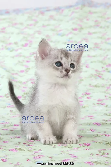 : Cat Burmilla Asian X breed : Cat Burmilla Asian X breed