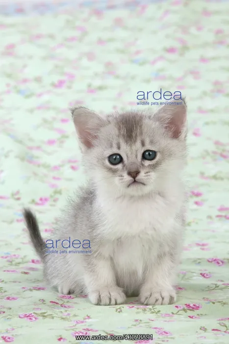 : Cat Burmilla Asian X breed : Cat Burmilla Asian X breed