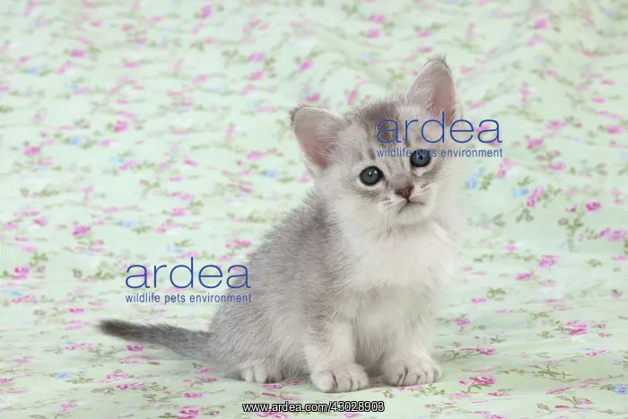 : Cat Burmilla Asian X breed : Cat Burmilla Asian X breed