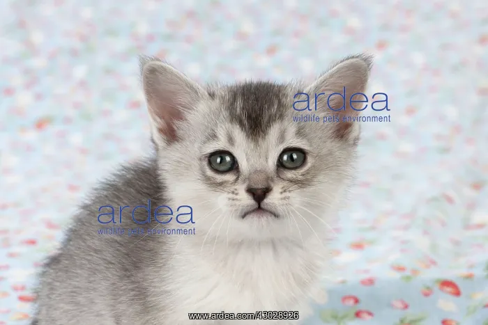 : Cat Burmilla Asian X breed : Cat Burmilla Asian X breed