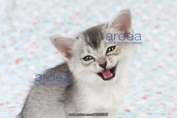 : Cat Burmilla Asian X breed : Cat Burmilla Asian X breed