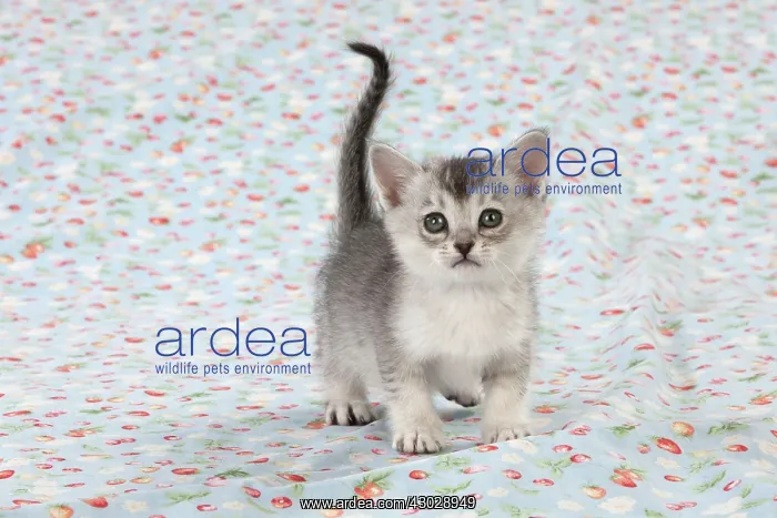 : Cat Burmilla Asian X breed : Cat Burmilla Asian X breed