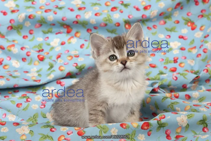 : Cat Burmilla Asian X breed : Cat Burmilla Asian X breed