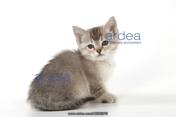 : Cat Burmilla Asian X breed : Cat Burmilla Asian X breed