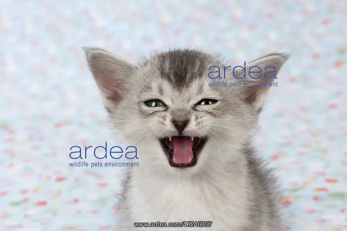 : Cat Burmilla Asian X breed : Cat Burmilla Asian X breed