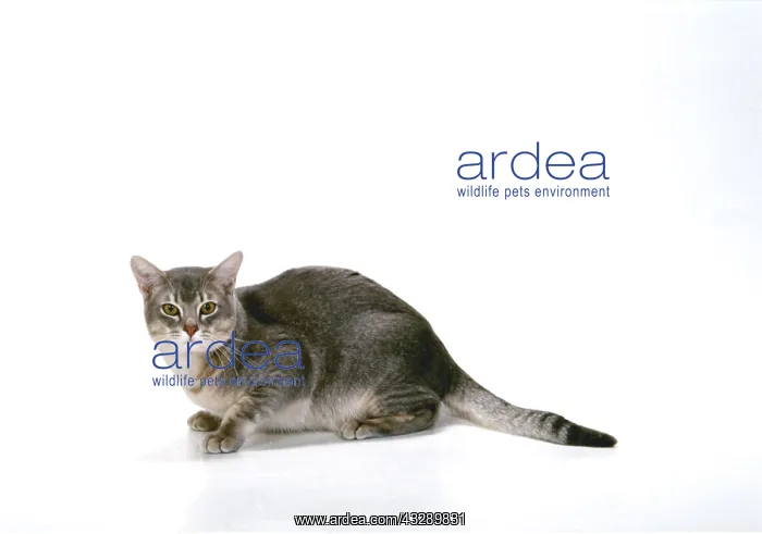 : CAT - Burmilla blue shaded : CAT - Burmilla blue shaded