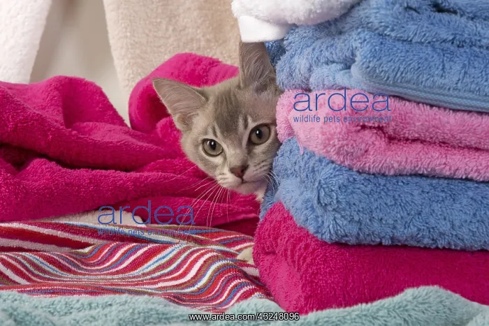 : CAT. Burmilla, caramel silver, in coloured towels : CAT. Burmilla, caramel silver, in coloured towels