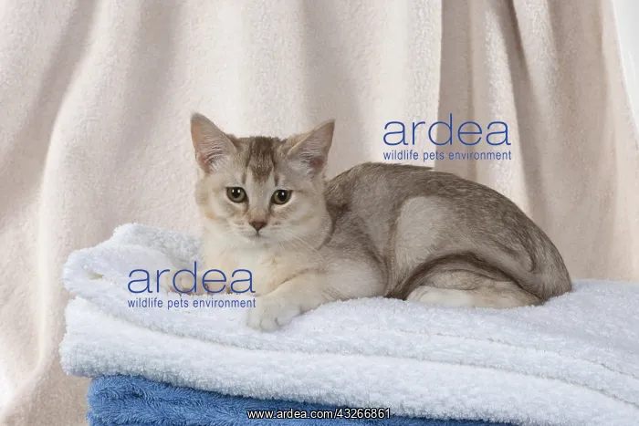 : CAT. Burmilla, caramel silver, in coloured towels : CAT. Burmilla, caramel silver, in coloured towels