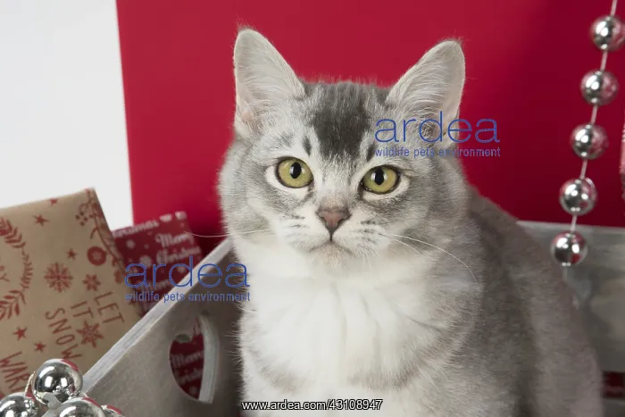 : CAT. Burmilla in Christmas setting, (Blue silver ) : CAT. Burmilla in Christmas setting, (Blue silver )