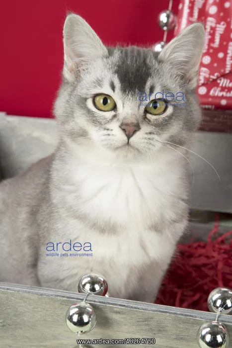 : CAT. Burmilla in Christmas setting, (Blue silver ) : CAT. Burmilla in Christmas setting, (Blue silver )