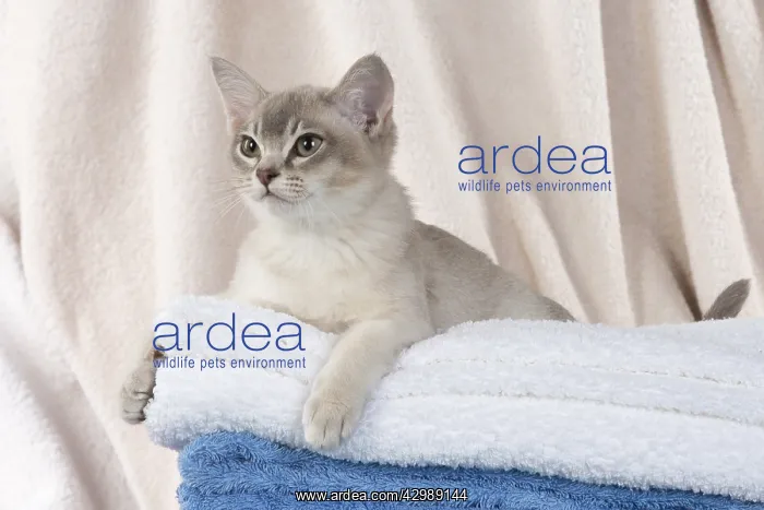 : CAT, Burmilla, cinnamon in coloured towels : CAT, Burmilla, cinnamon in coloured towels
