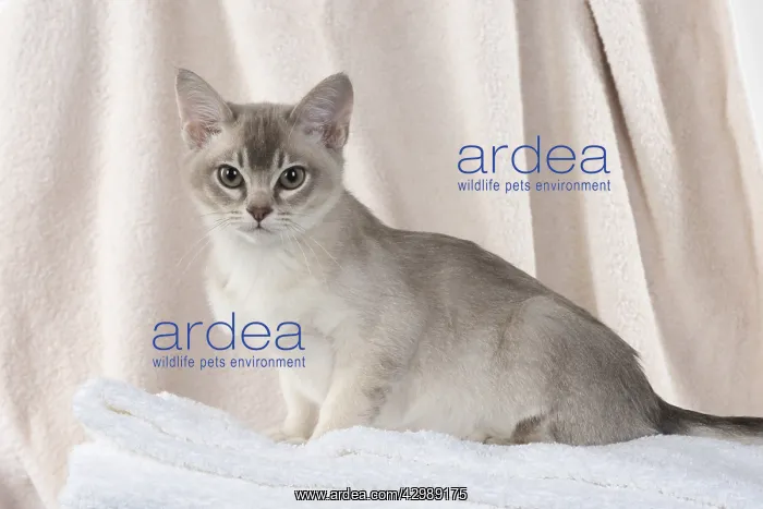: CAT, Burmilla, cinnamon in coloured towels : CAT, Burmilla, cinnamon in coloured towels