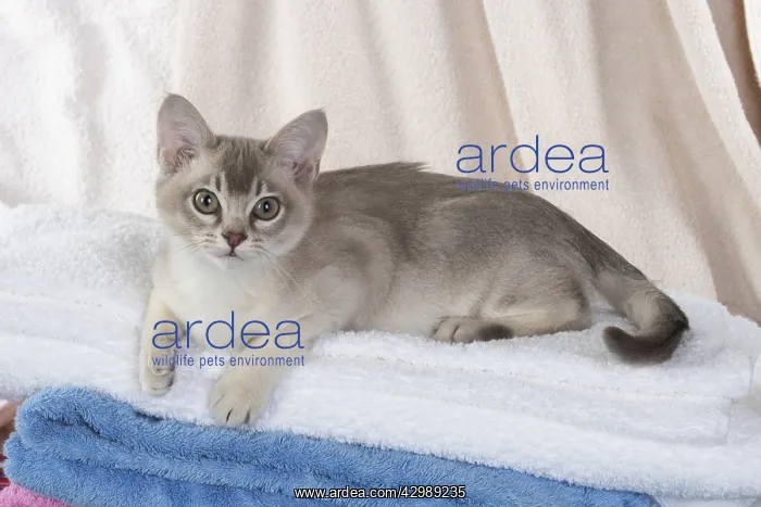 : CAT, Burmilla, cinnamon in coloured towels : CAT, Burmilla, cinnamon in coloured towels