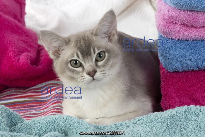 : CAT, Burmilla, cinnamon in coloured towels : CAT, Burmilla, cinnamon in coloured towels