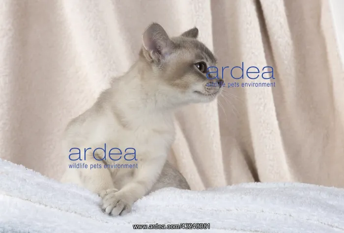 : CAT, Burmilla, cinnamon in coloured towels : CAT, Burmilla, cinnamon in coloured towels