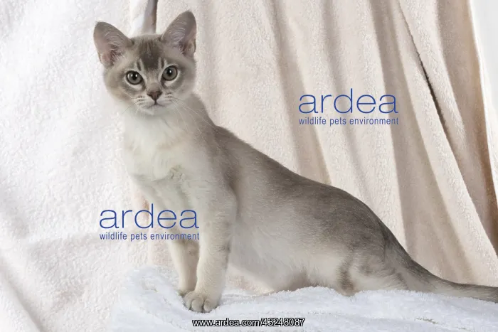 : CAT, Burmilla, cinnamon in coloured towels : CAT, Burmilla, cinnamon in coloured towels
