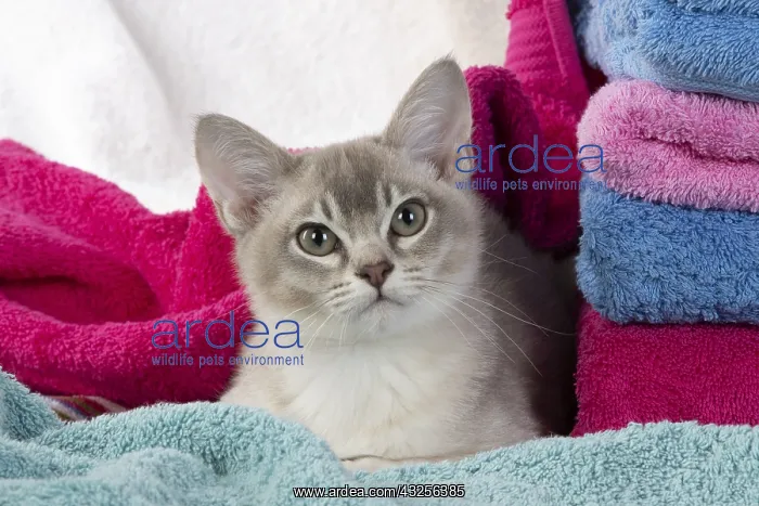 : CAT, Burmilla, cinnamon in coloured towels : CAT, Burmilla, cinnamon in coloured towels