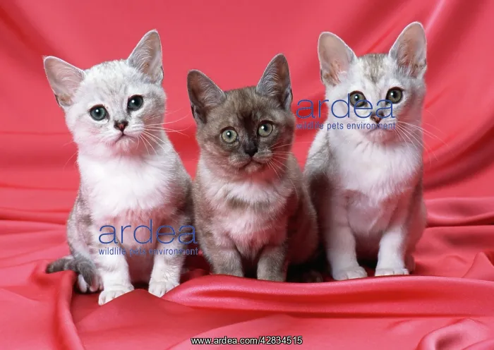 : CAT - Burmilla kittens, three : CAT - Burmilla kittens, three