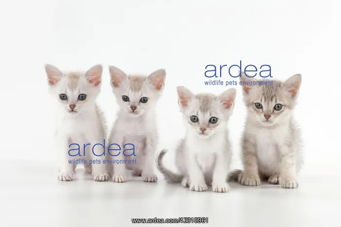 : CAT Burmilla kittens 6 weeks old : CAT Burmilla kittens 6 weeks old