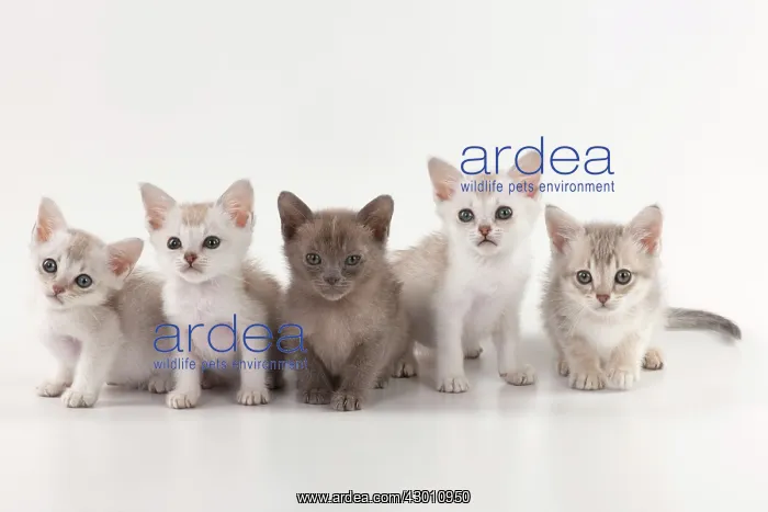: CAT Burmilla kittens 6 weeks old with a Burmese : CAT Burmilla kittens 6 weeks old with a Burmese