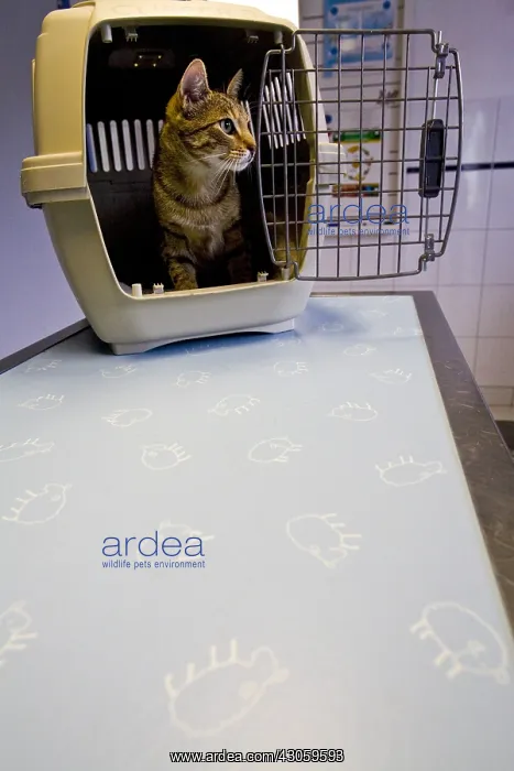 : Cat in the cage of transport to the vet : Cat in the cage of transport to the vet