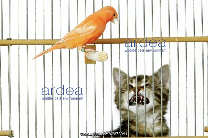  : Cat - with caged Canary bird
