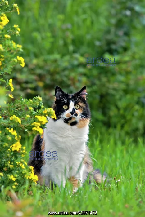  : Cat - calico female sitting in garden