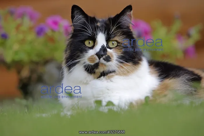: Cat Calico, female sitting in grass looking at camera : Cat Calico, female sitting in grass looking at camera
