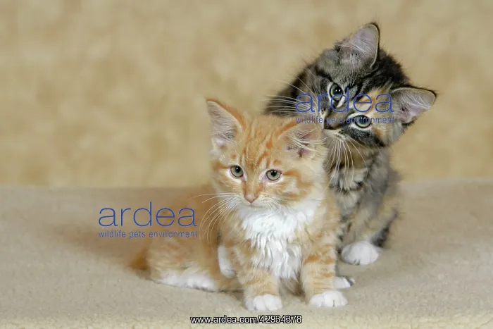 : Cat - Calico and Ginger tabby kittens playing together : Cat - Calico and Ginger tabby kittens playing together