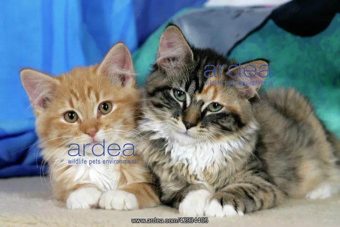 : Cat - Calico and Ginger tabby kittens sitting together : Cat - Calico and Ginger tabby kittens sitting together
