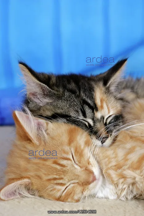 : Cat - Calico and Ginger tabby kittens sleeping : Cat - Calico and Ginger tabby kittens sleeping