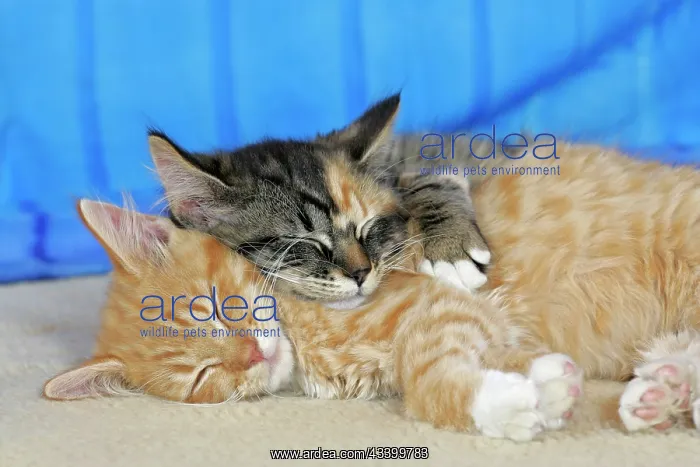 : Cat - Calico and Ginger tabby kittens sleeping : Cat - Calico and Ginger tabby kittens sleeping