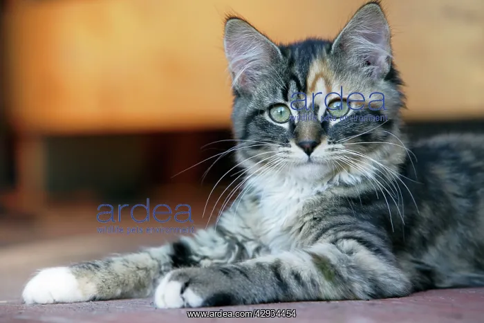 : Cat - Calico kitten lying down : Cat - Calico kitten lying down