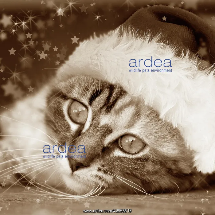 : Cat - Calico kitten lying down : Cat - Calico kitten lying down