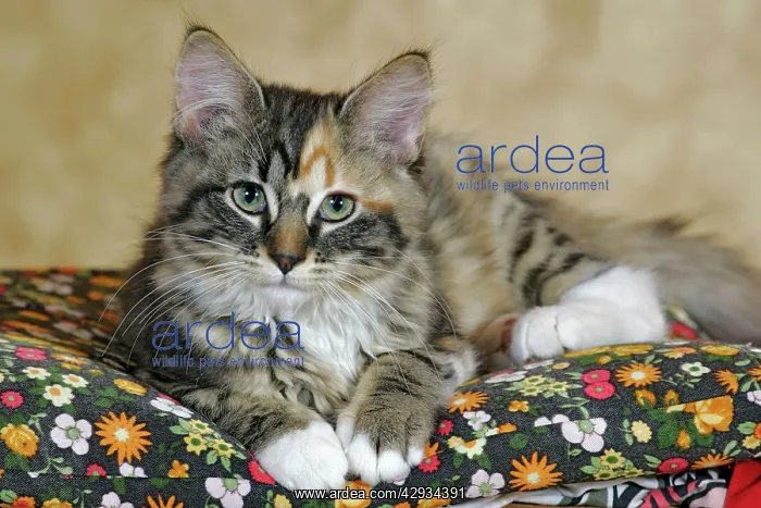 : Cat - Calico kitten lying down on pillow : Cat - Calico kitten lying down on pillow