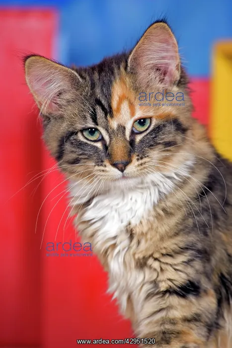  : Cat - Calico Kitten, portrait, in house