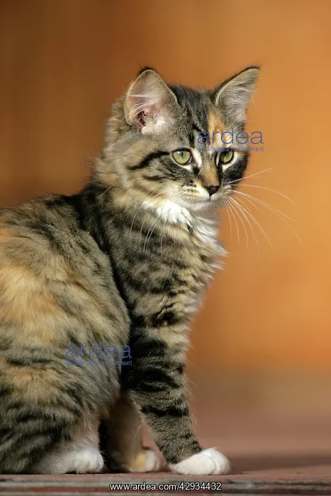 : Cat - Calico kitten sitting down : Cat - Calico kitten sitting down