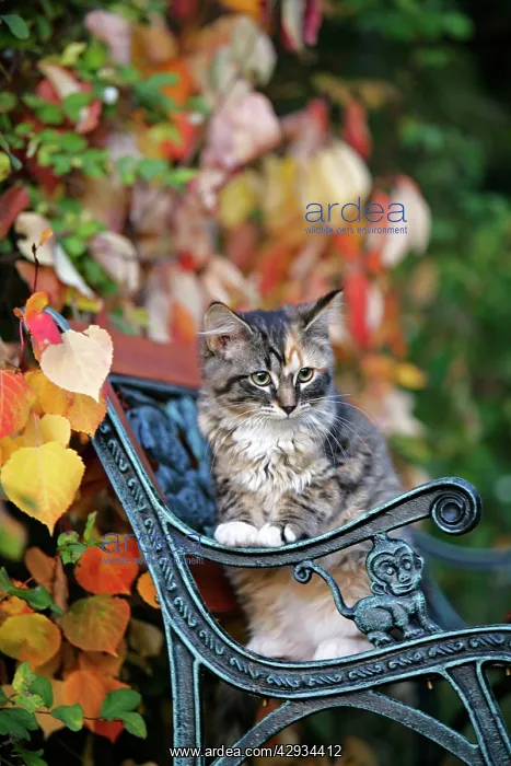 : Cat - Calico kitten sitting on bench : Cat - Calico kitten sitting on bench
