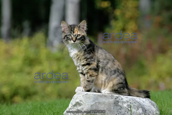 : Cat - Calico Kitten sitting on rock, watching : Cat - Calico Kitten sitting on rock, watching