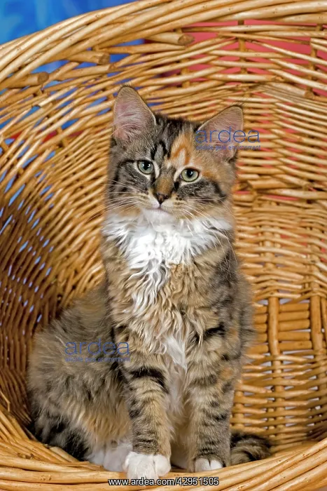 : Cat - calico Kitten sitting in willow basket, portrait : Cat - calico Kitten sitting in willow basket, portrait