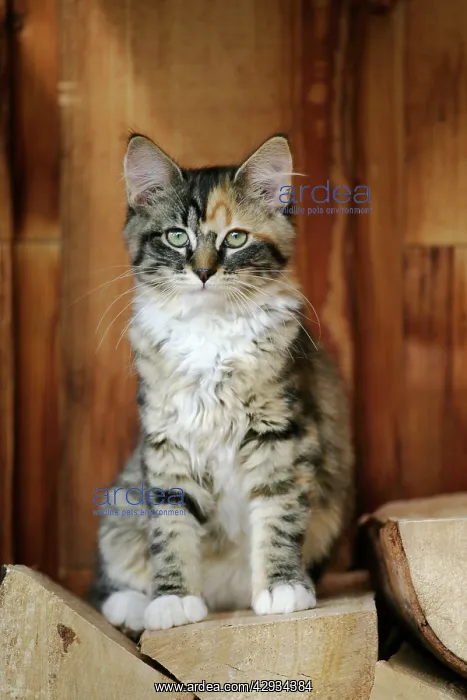 : Cat - Calico kitten sitting on wood-pile : Cat - Calico kitten sitting on wood-pile