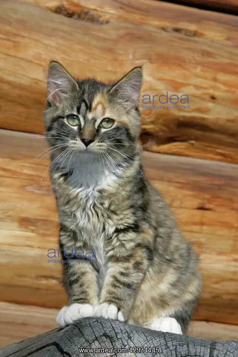 : Cat - Calico kitten sitting on wood-pile : Cat - Calico kitten sitting on wood-pile