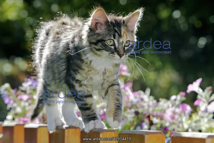 : Cat - Calico kitten walking on top of fence : Cat - Calico kitten walking on top of fence