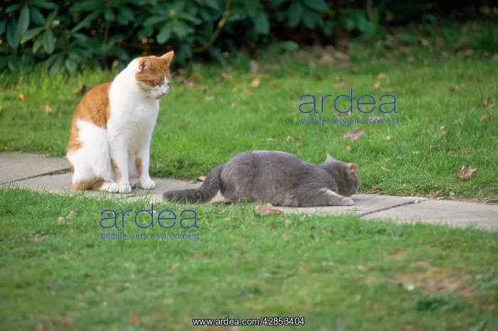 : Cat - calling, in oestrus : Cat - calling, in oestrus